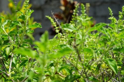 holy basil, tulsi plant, tulsi, holy basil, tulsi, tulsi, tulsi, tulsi, tulsi