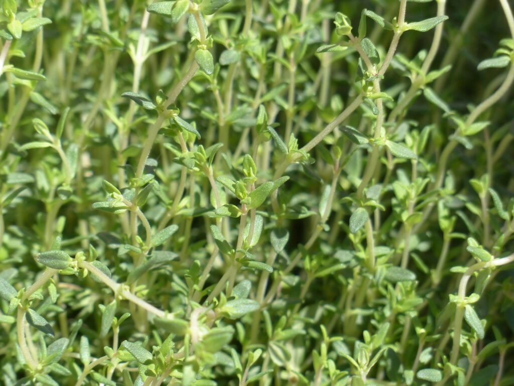 thyme, real thyme, culinary herbs, leaves, stalk, plant, seasoning, herb, nature, thymus vulgaris, thymus, lip flower family, lamiaceae, aromatic plant, medicinal plant, garden plant, garden herbs, garden spice plant, roman thyme, kuttelkraut, garden thyme, lip petals