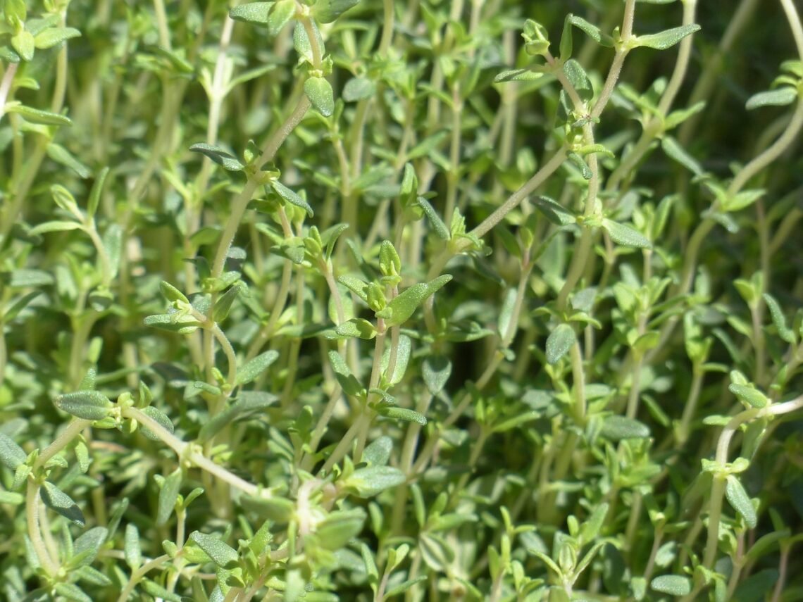 thyme, real thyme, culinary herbs, leaves, stalk, plant, seasoning, herb, nature, thymus vulgaris, thymus, lip flower family, lamiaceae, aromatic plant, medicinal plant, garden plant, garden herbs, garden spice plant, roman thyme, kuttelkraut, garden thyme, lip petals