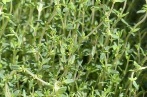 thyme, real thyme, culinary herbs, leaves, stalk, plant, seasoning, herb, nature, thymus vulgaris, thymus, lip flower family, lamiaceae, aromatic plant, medicinal plant, garden plant, garden herbs, garden spice plant, roman thyme, kuttelkraut, garden thyme, lip petals
