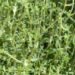 thyme, real thyme, culinary herbs, leaves, stalk, plant, seasoning, herb, nature, thymus vulgaris, thymus, lip flower family, lamiaceae, aromatic plant, medicinal plant, garden plant, garden herbs, garden spice plant, roman thyme, kuttelkraut, garden thyme, lip petals