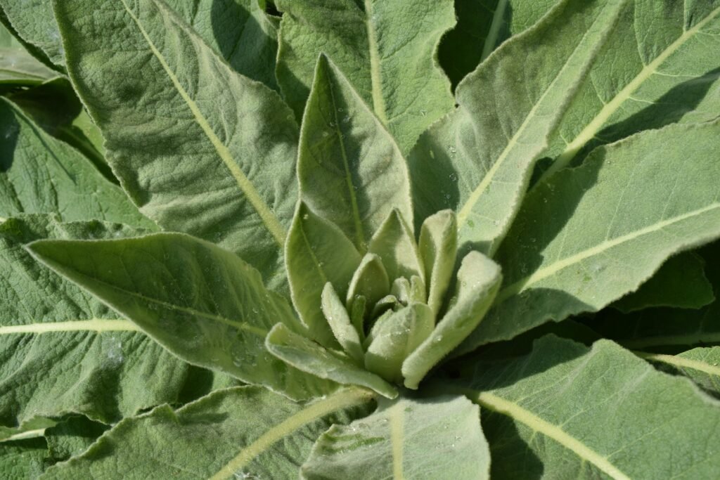 Detailed close-up of lush green Mullein plant leaves showcasing natural texture.