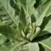 Detailed close-up of lush green Mullein plant leaves showcasing natural texture.
